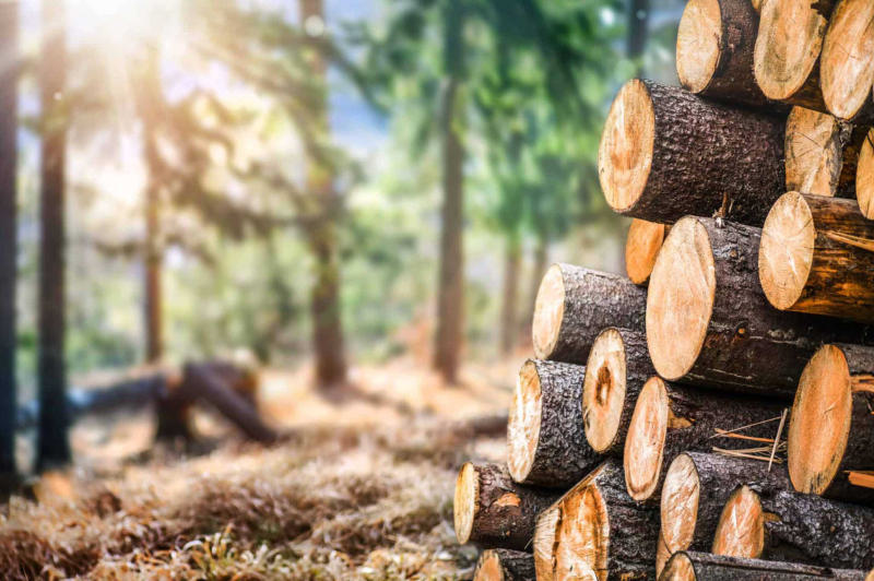 Stacked pine logs